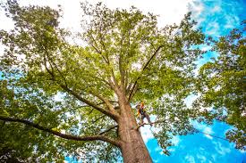 Best Palm Tree Trimming  in Black Diamond, FL