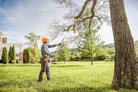 Best Tree and Shrub Care  in Black Diamond, FL