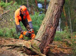 Best Lot and Land Clearing  in Black Diamond, FL