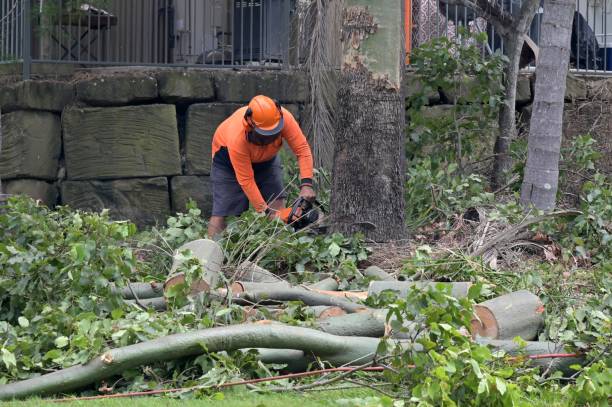 Best Tree Removal  in Black Diamond, FL